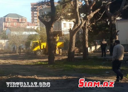 Bakıda “abadlıq” adı ilə ağacları kəsirlər- FOTOLAR