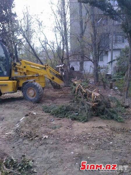 Bakıda ağaclar abadlıq adı ilə kütləvi şəkildə kəsildi – İcra hakimiyyəti cərimələndi [FOTO]