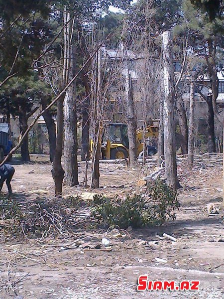 Bakıda ağaclar abadlıq adı ilə kütləvi şəkildə kəsildi – İcra hakimiyyəti cərimələndi [FOTO]