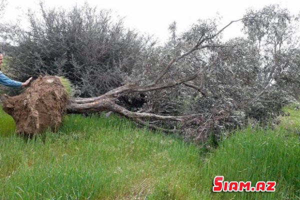 Bakıda zeytun ağaclarını yenə qırırlar