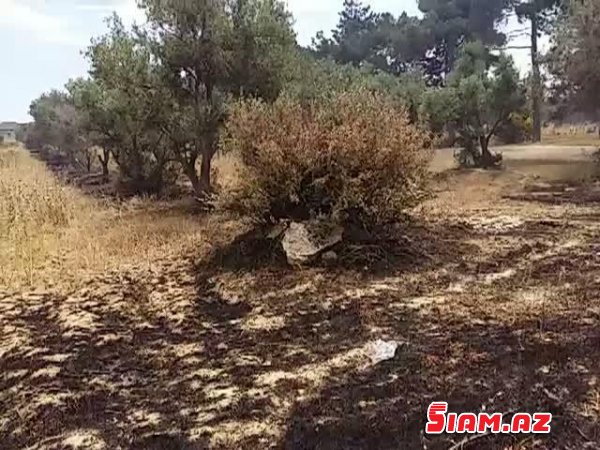 Bakıda zeytun ağaclarını yenə qırırlar