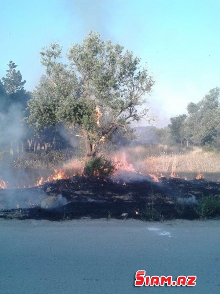 Bakıda zeytun ağaclarını yenə qırırlar