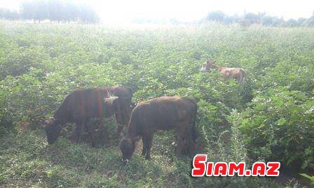 Heydər Əsədovun işçisi prezidentin pambıq siyasətinə qarşı - FOTO, VİDEO