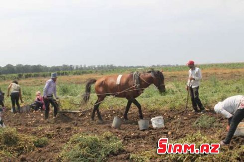 Qubalı “sahibkar”dan Cəlilabadlı fermerlərə 15 min manatlıq “kartof qızartması”…