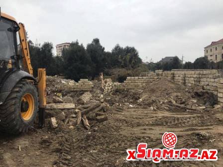  İcra başçısı Xaləddin İsgəndərov Bakıda zeytun bağını məhv etdirir - Fotokat